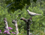 Eurasian Collared Dove 2478
